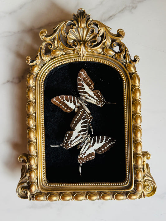 Noctivara - Real Butterfly Art