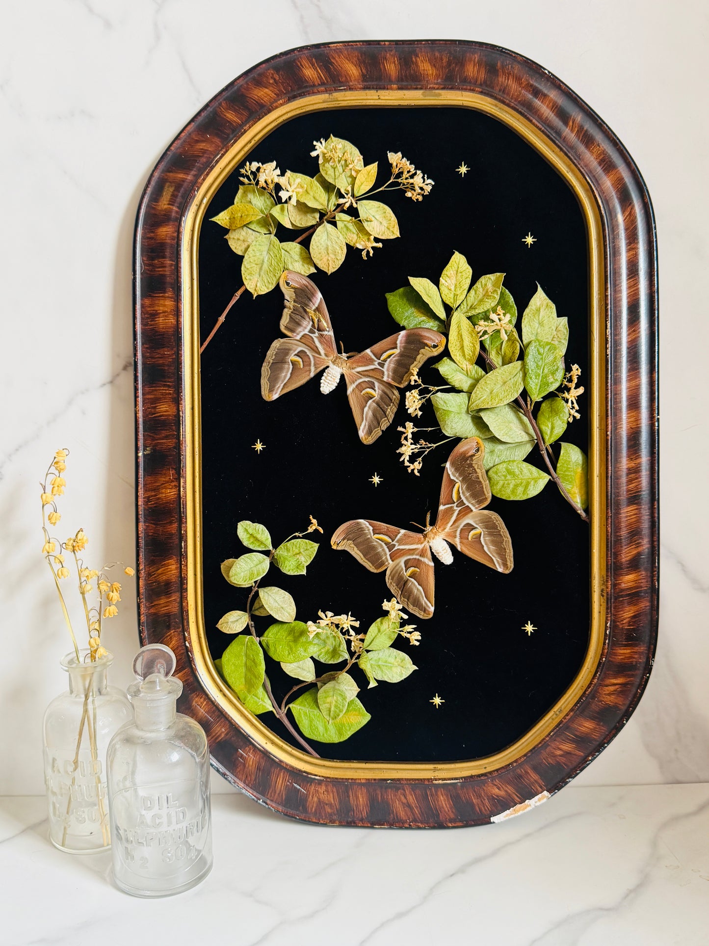 Étoile - Antique Bubble/Convex Glass; Real Moth Art; Real Jasmine Flowers;