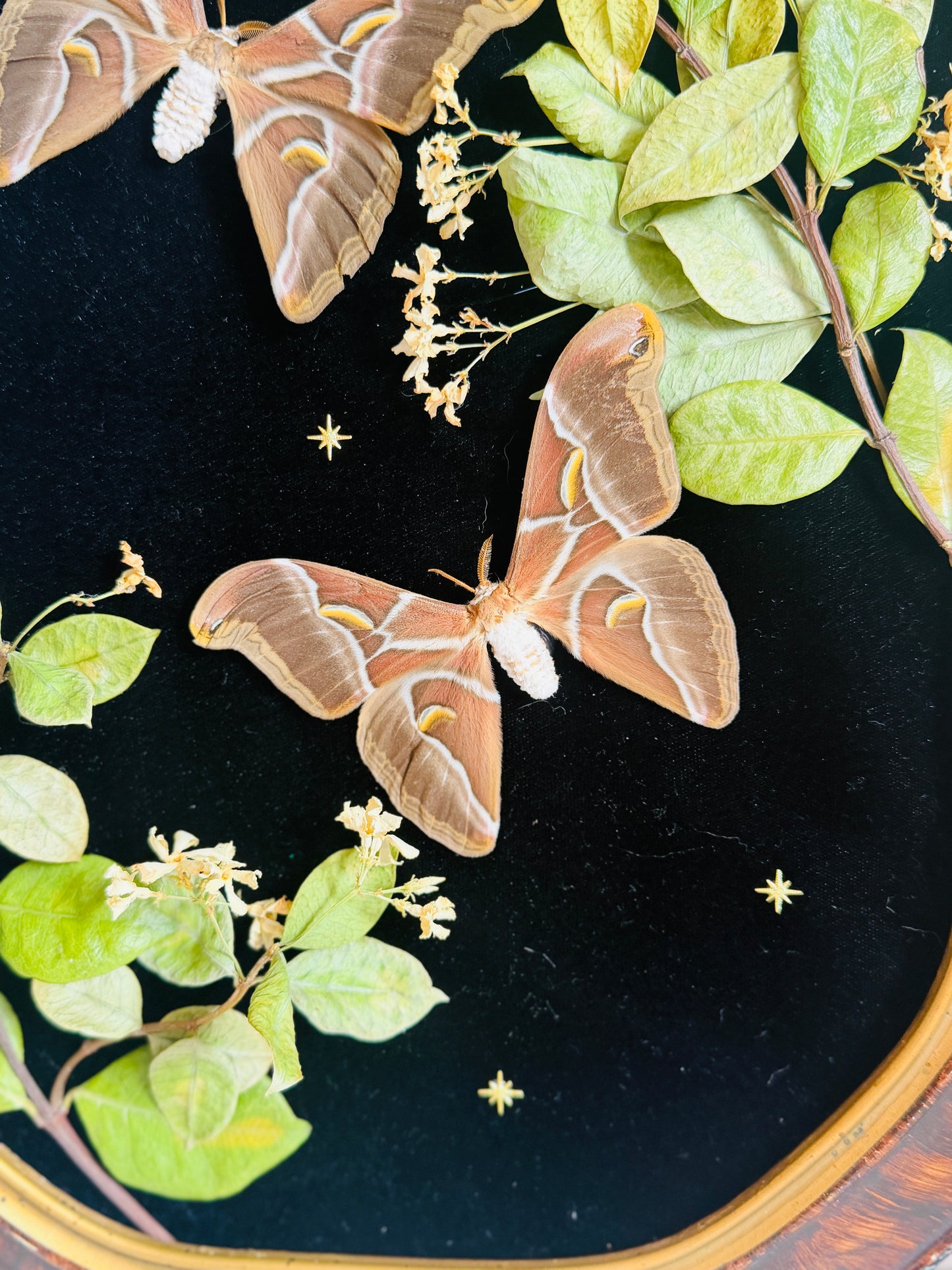 Étoile - Antique Bubble/Convex Glass; Real Moth Art; Real Jasmine Flowers;