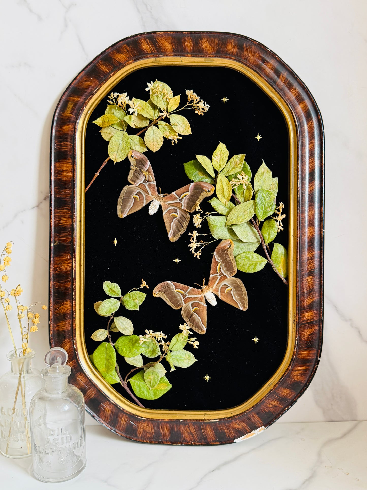 Étoile - Antique Bubble/Convex Glass; Real Moth Art; Real Jasmine Flowers;