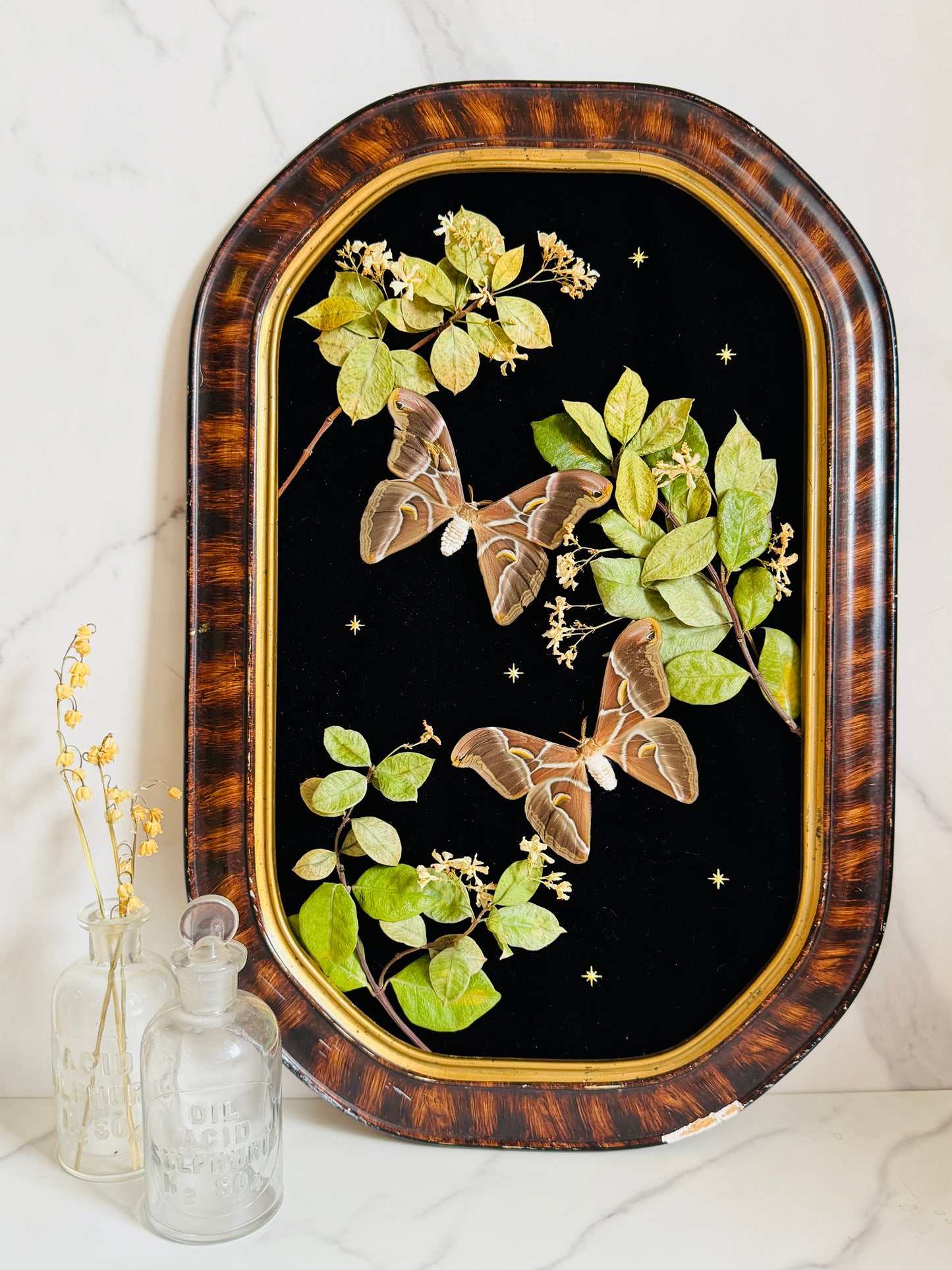 Étoile - Antique Bubble/Convex Glass; Real Moth Art; Real Jasmine Flowers;