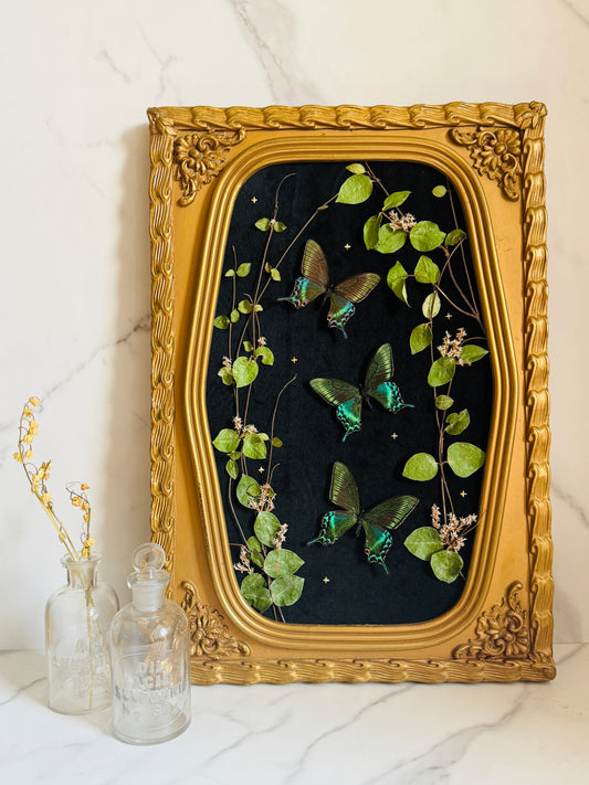 Evermore - Antique Bubble/Convex Glass; Real Butterfly Art
