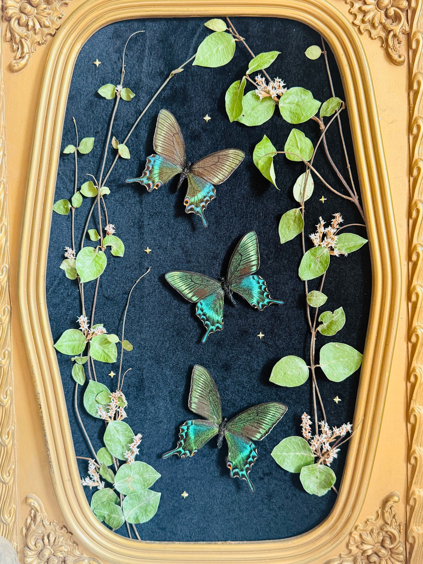 Evermore - Antique Bubble/Convex Glass; Real Butterfly Art