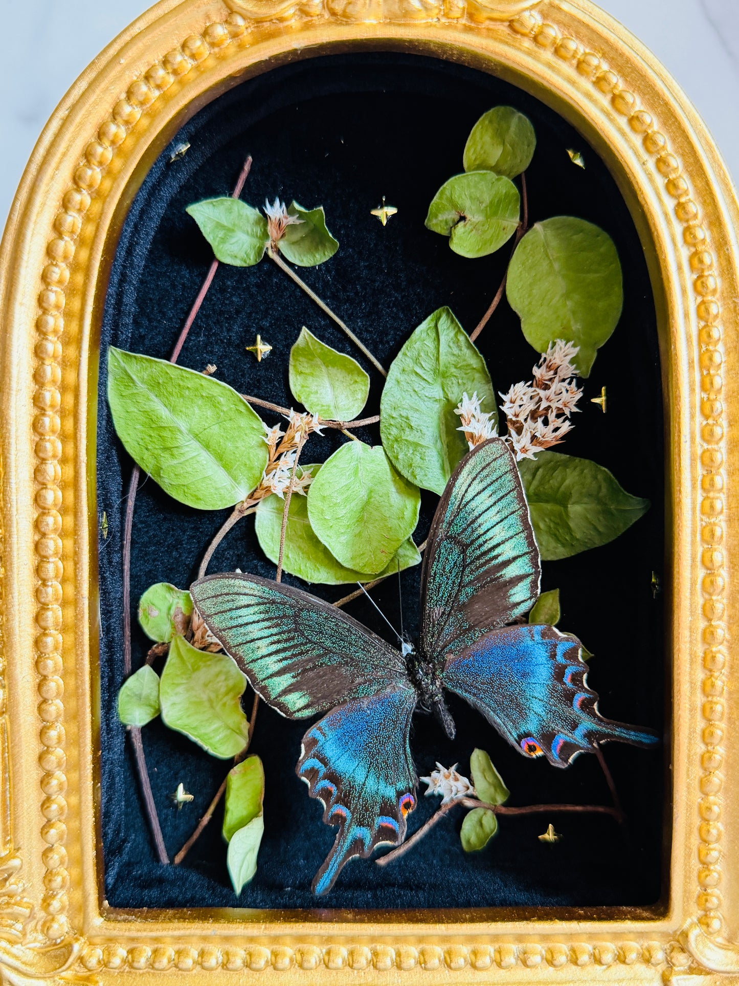 Forevermore - Real Butterfly Art
