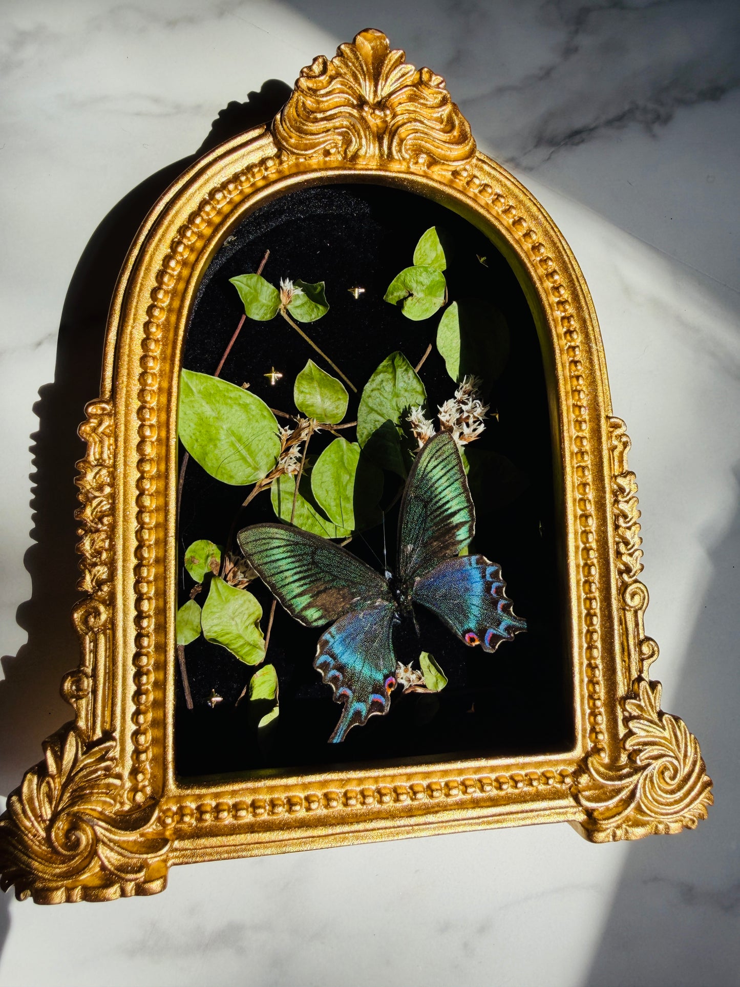 Forevermore - Real Butterfly Art