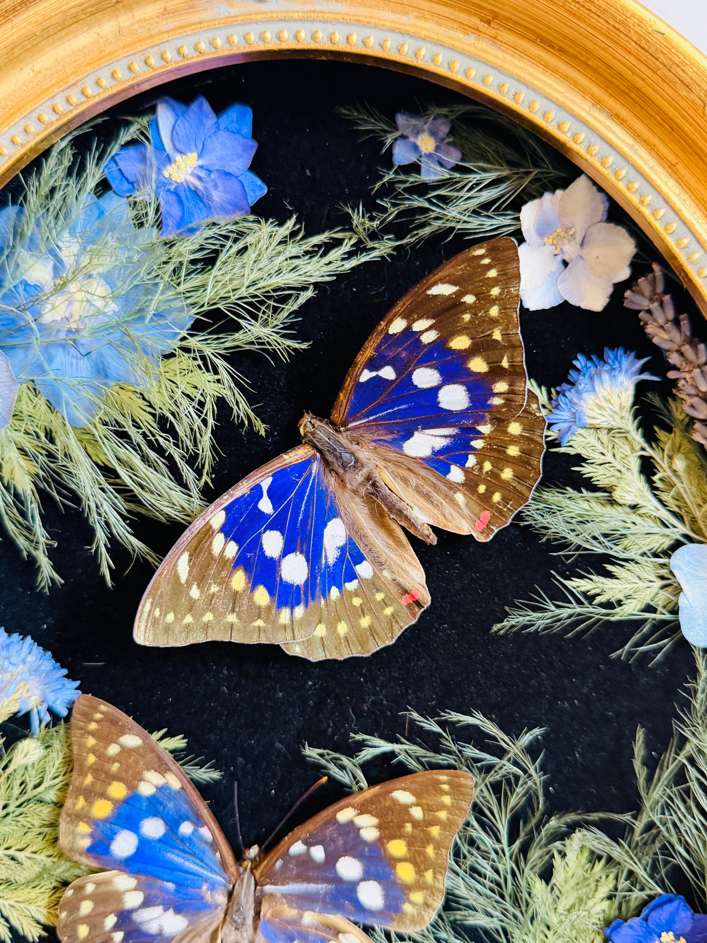 Amethyst - Real Butterfly Art; Real Dried Botanicals