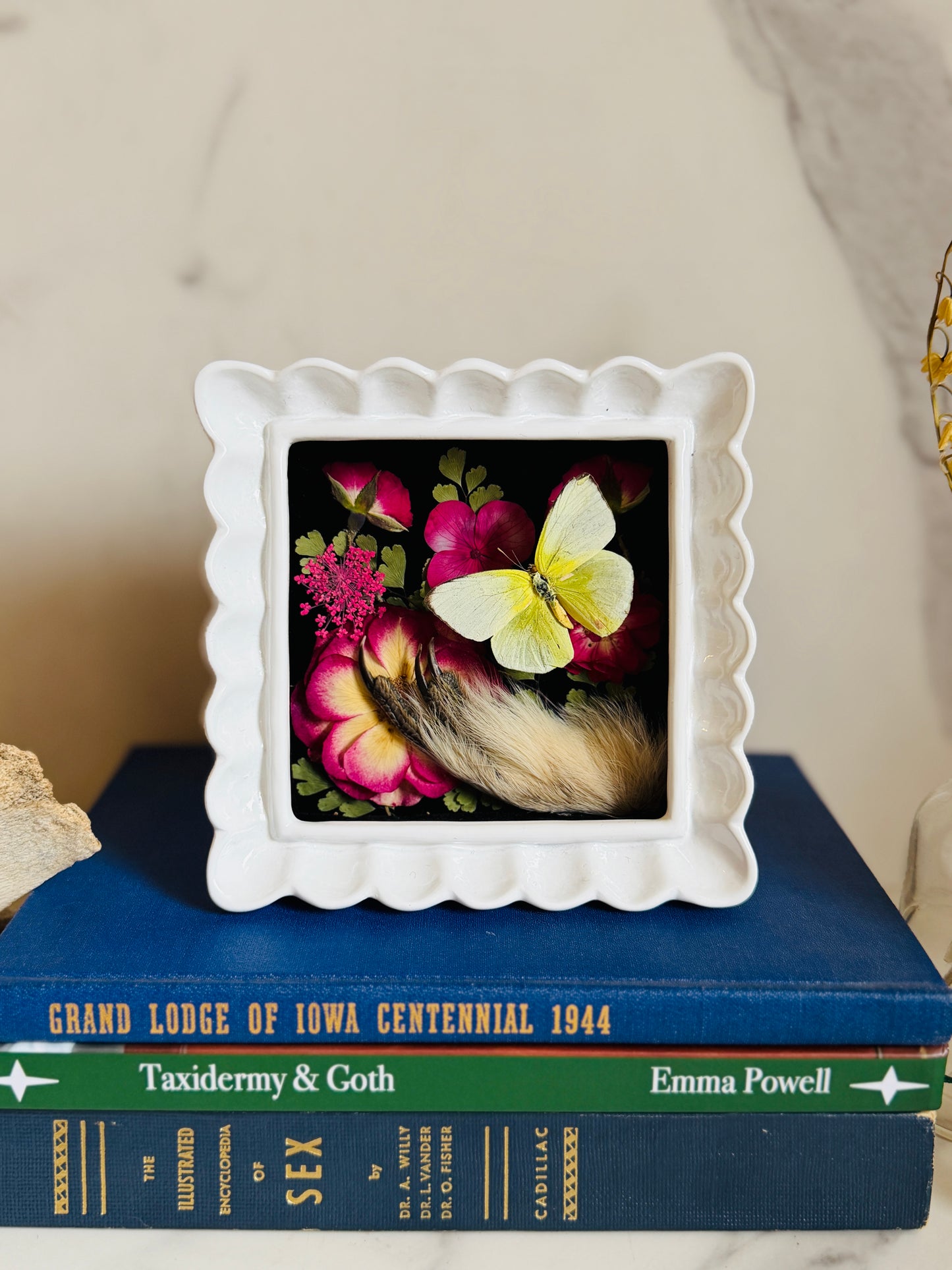 Covey - Real Taxidermy Foot; Real Butterfly Art