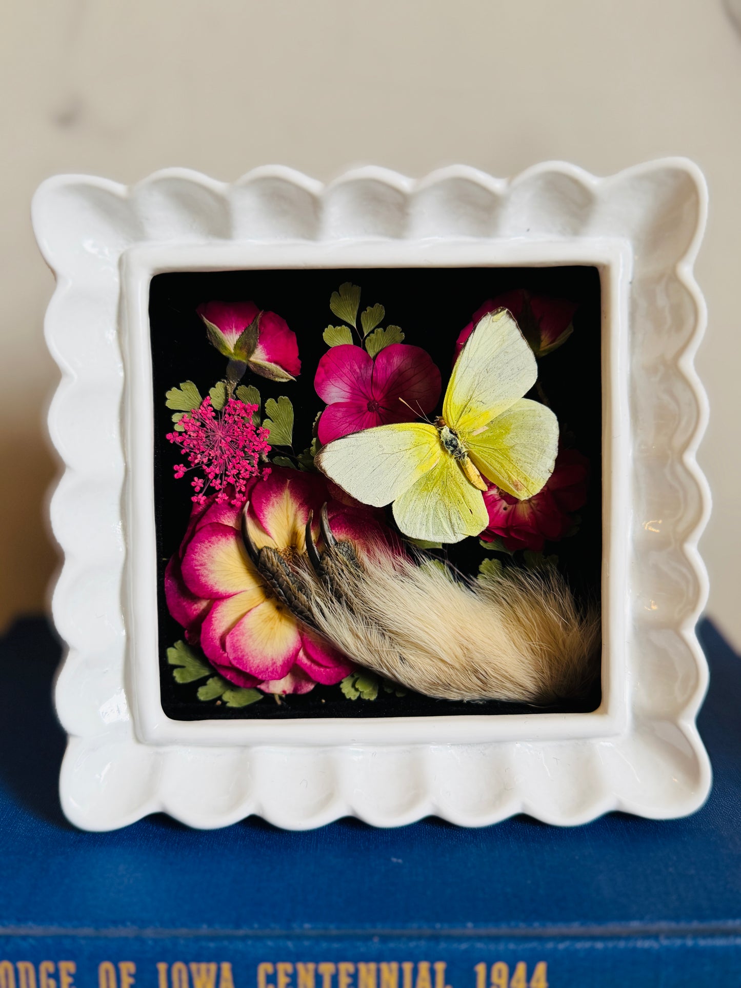 Covey - Real Taxidermy Foot; Real Butterfly Art