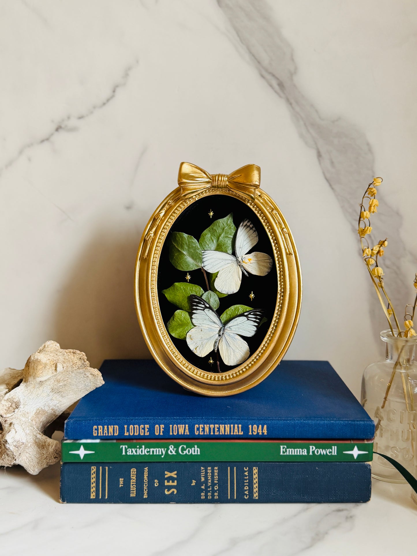 Bellefleur - Real Butterfly Art; Real Dried Jasmine Vine