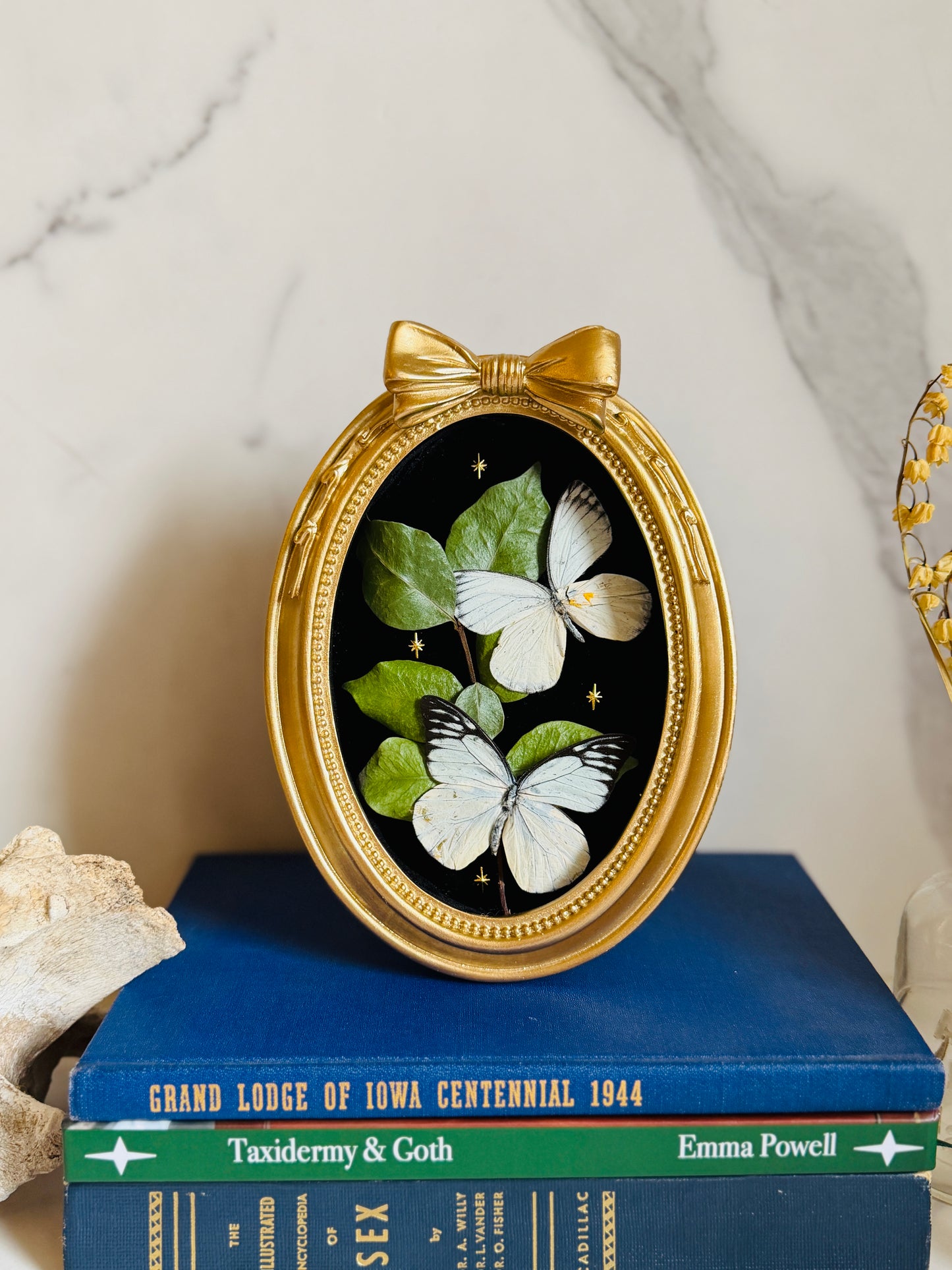 Bellefleur - Real Butterfly Art; Real Dried Jasmine Vine
