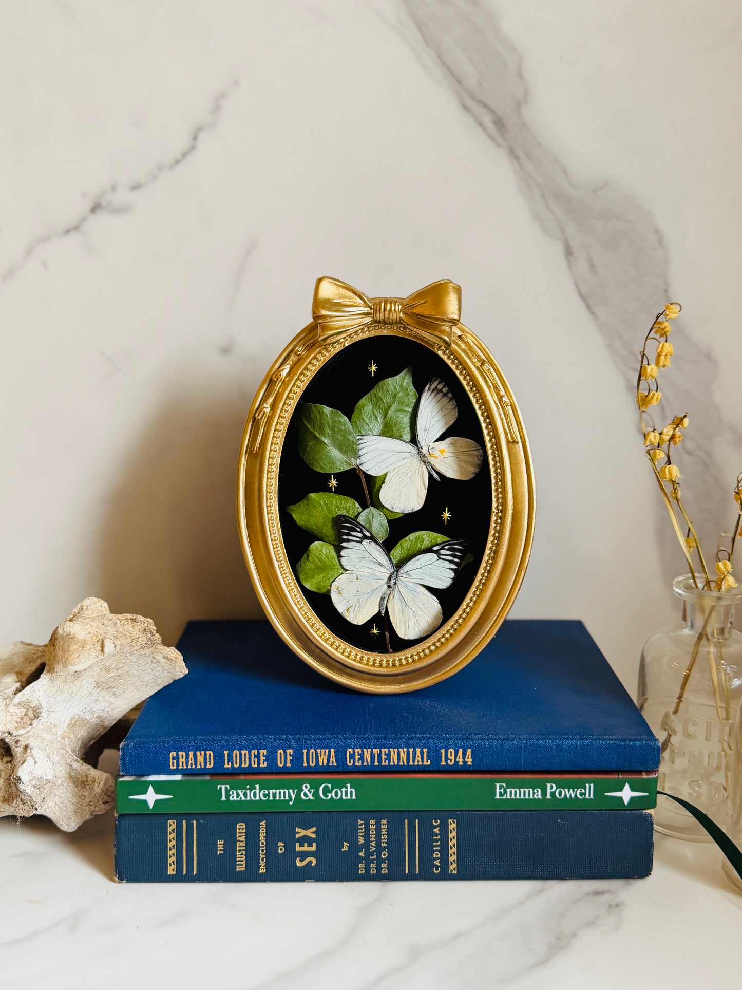 Bellefleur - Real Butterfly Art; Real Dried Jasmine Vine
