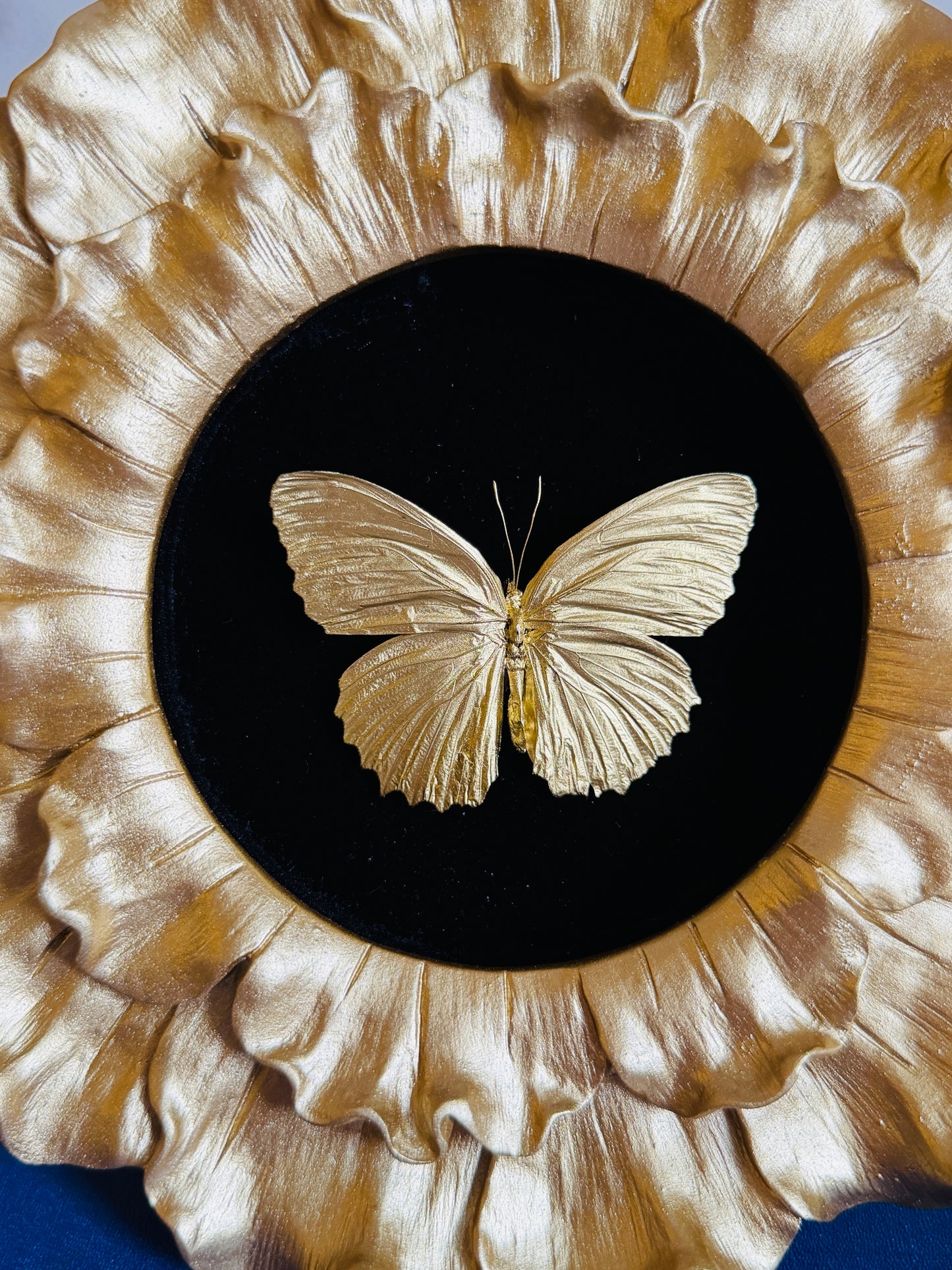 Aureate - Real Butterfly Art; Real Gold Gilded Butterfly