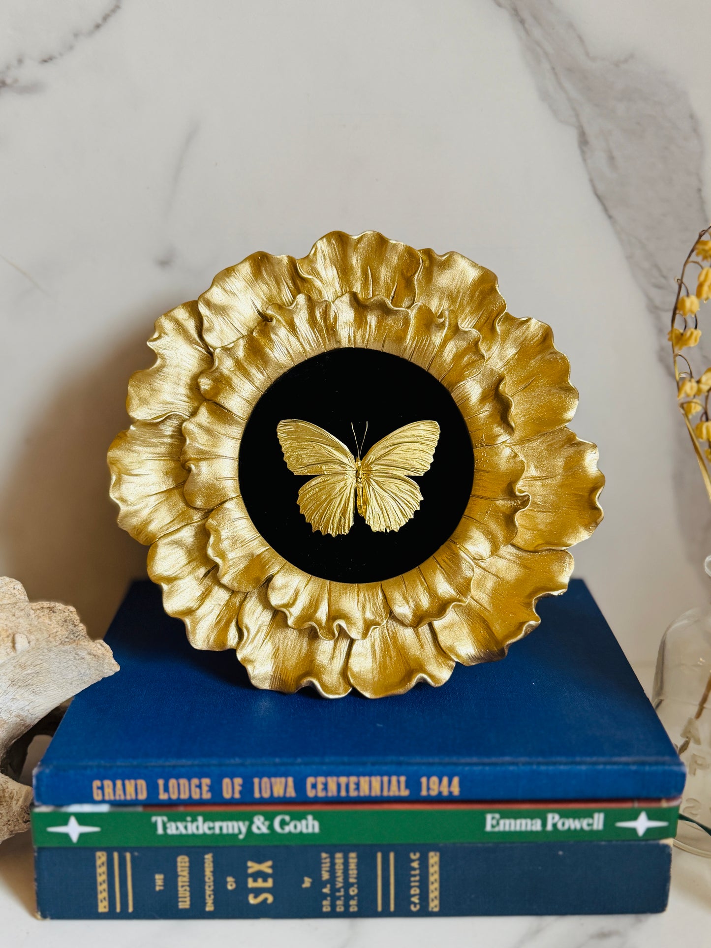 Aureate - Real Butterfly Art; Real Gold Gilded Butterfly
