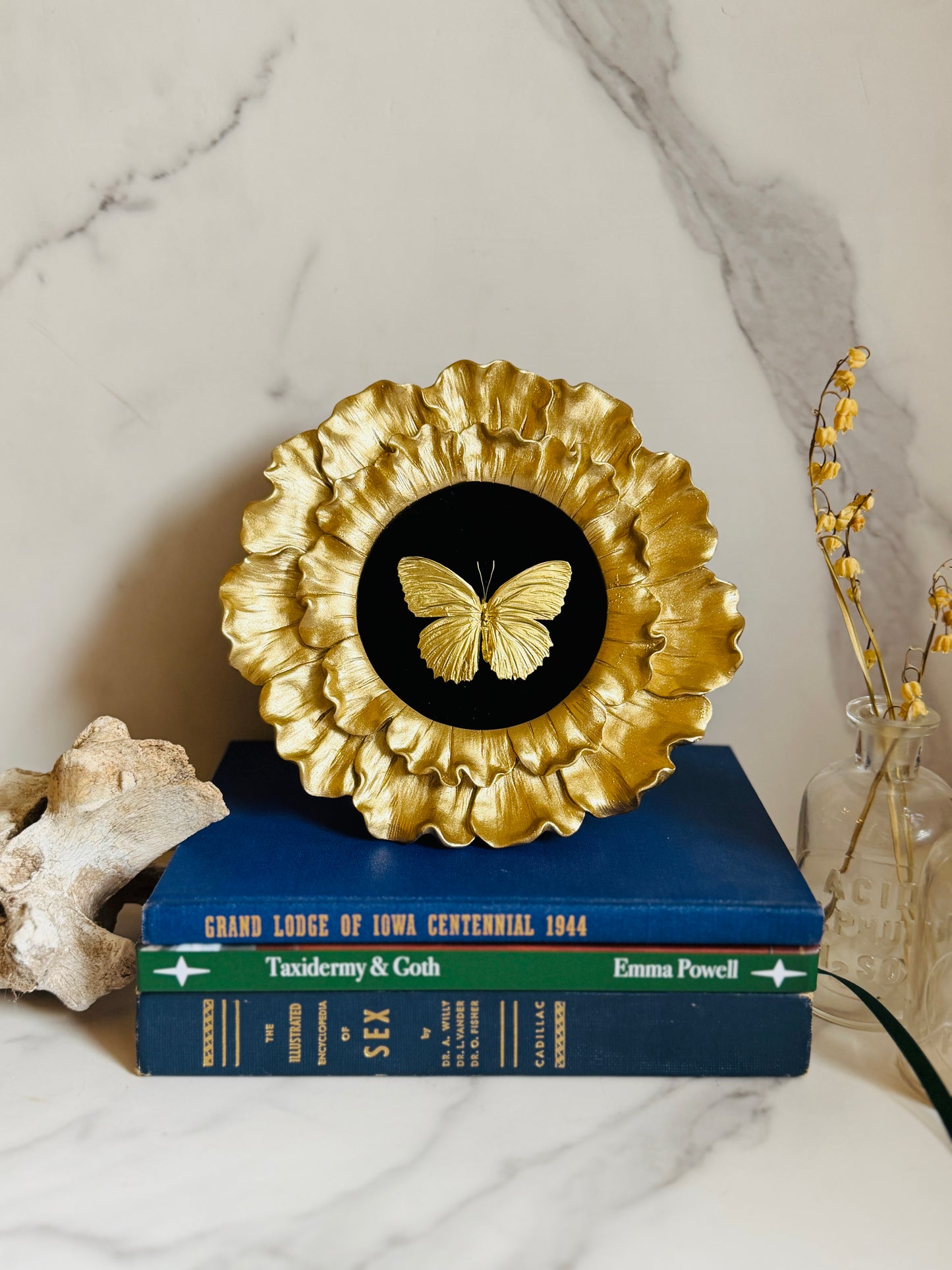 Aureate - Real Butterfly Art; Real Gold Gilded Butterfly