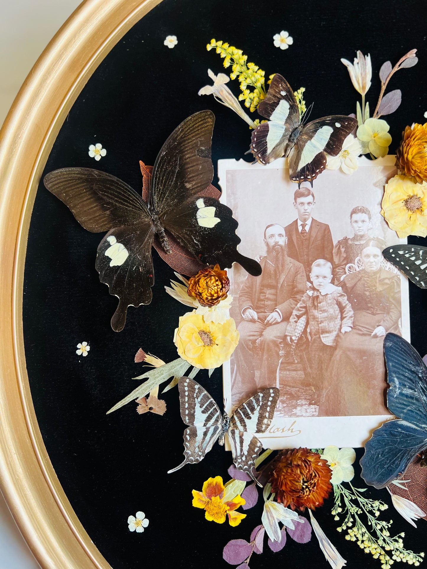 Real Insect Art; Real Butterflies; Real Antique Cabinet Card
