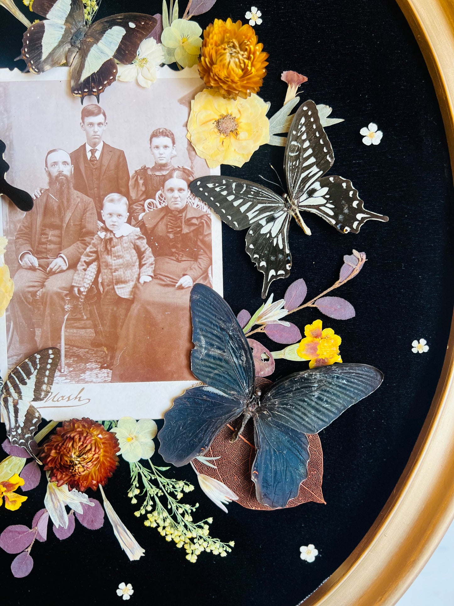 Real Insect Art; Real Butterflies; Real Antique Cabinet Card