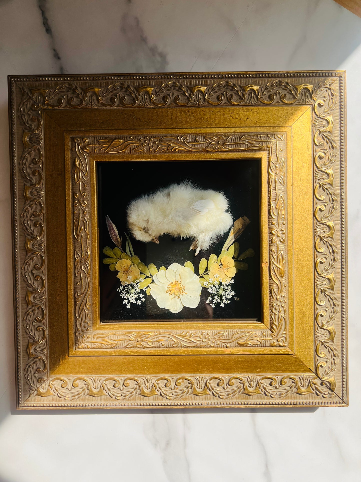 Real Taxidermy Art; Real Mummification; Real Chick