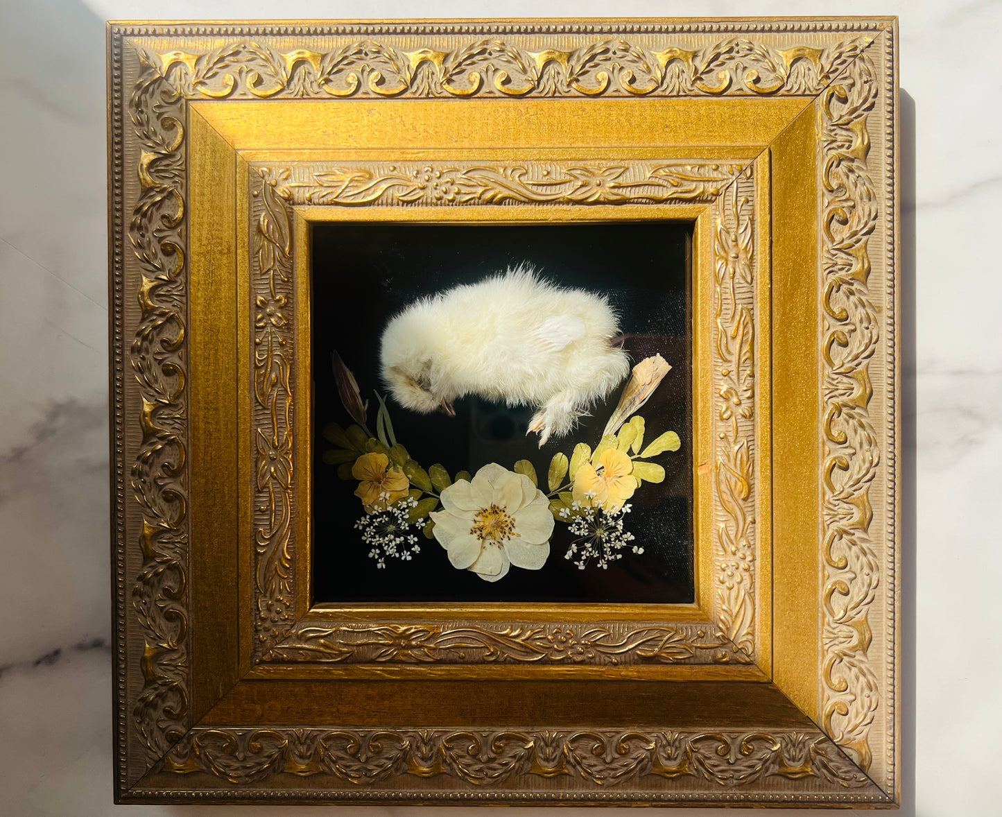 Real Taxidermy Art; Real Mummification; Real Chick