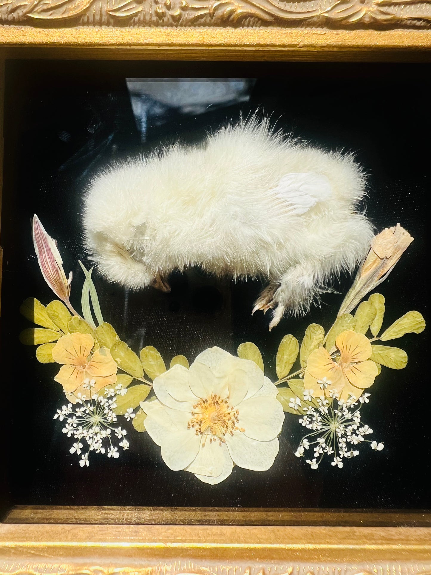Real Taxidermy Art; Real Mummification; Real Chick