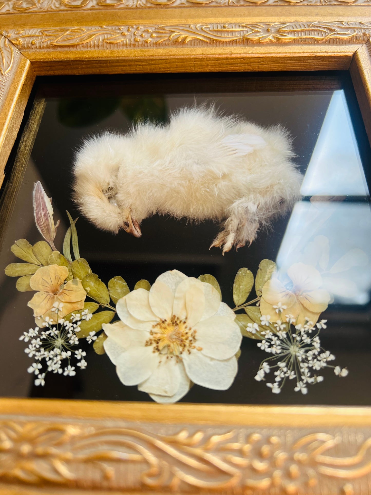 Real Taxidermy Art; Real Mummification; Real Chick
