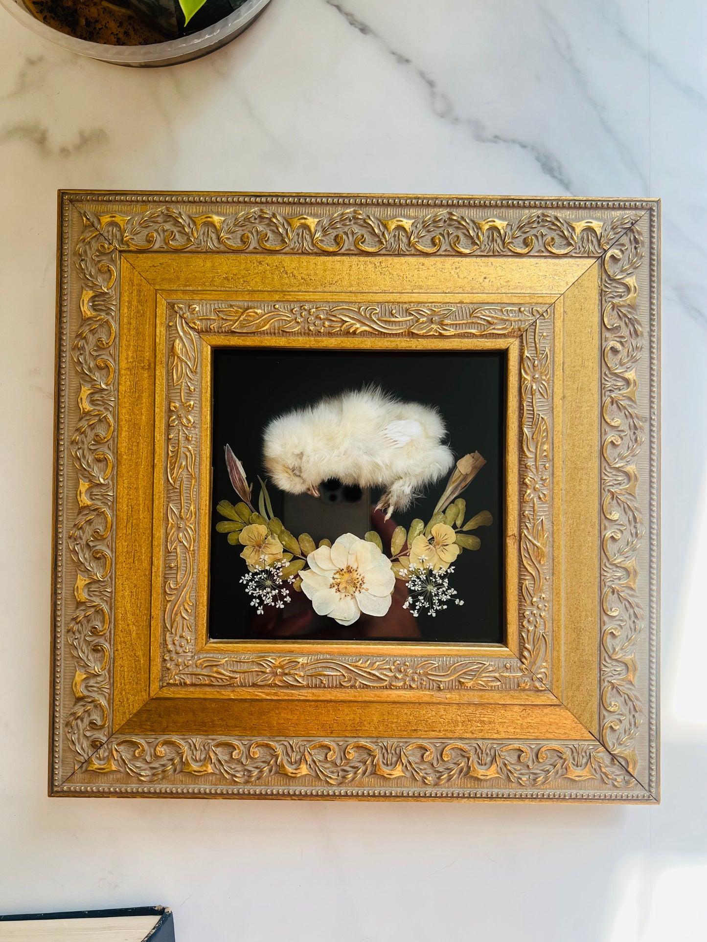 Real Taxidermy Art; Real Mummification; Real Chick