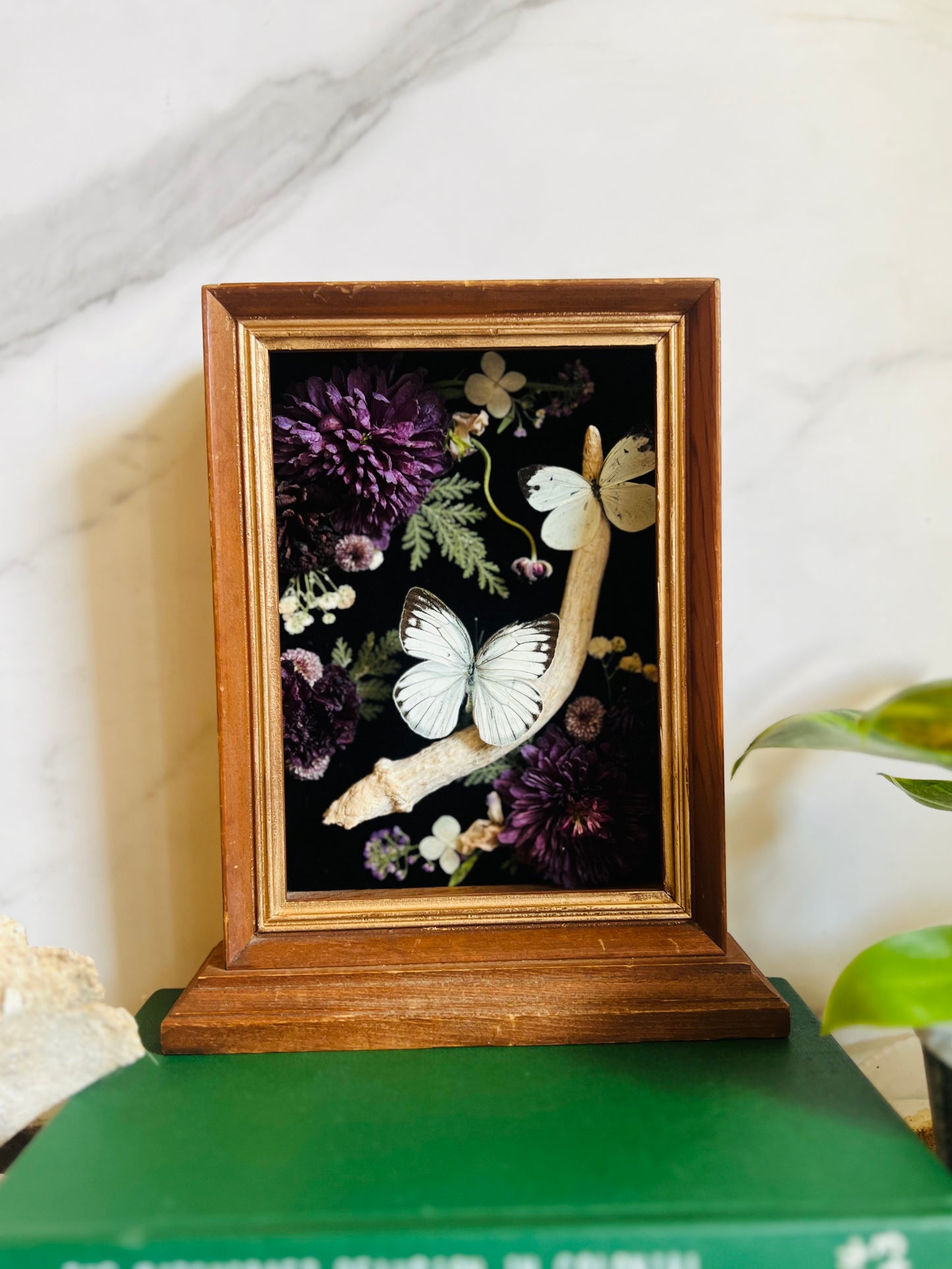 Real Insect Art; Real Antler; Antique Wood Frame