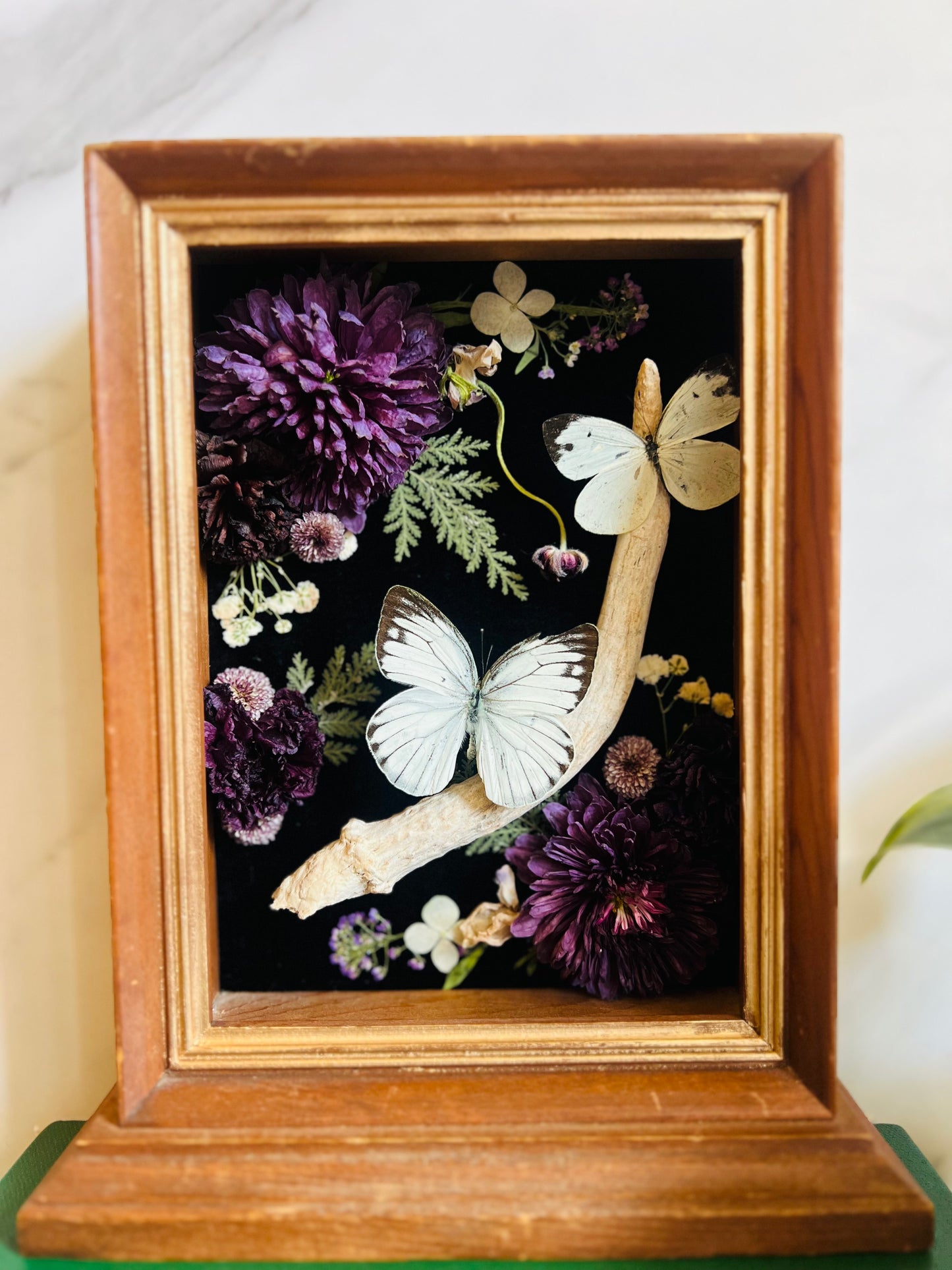 Real Insect Art; Real Antler; Antique Wood Frame