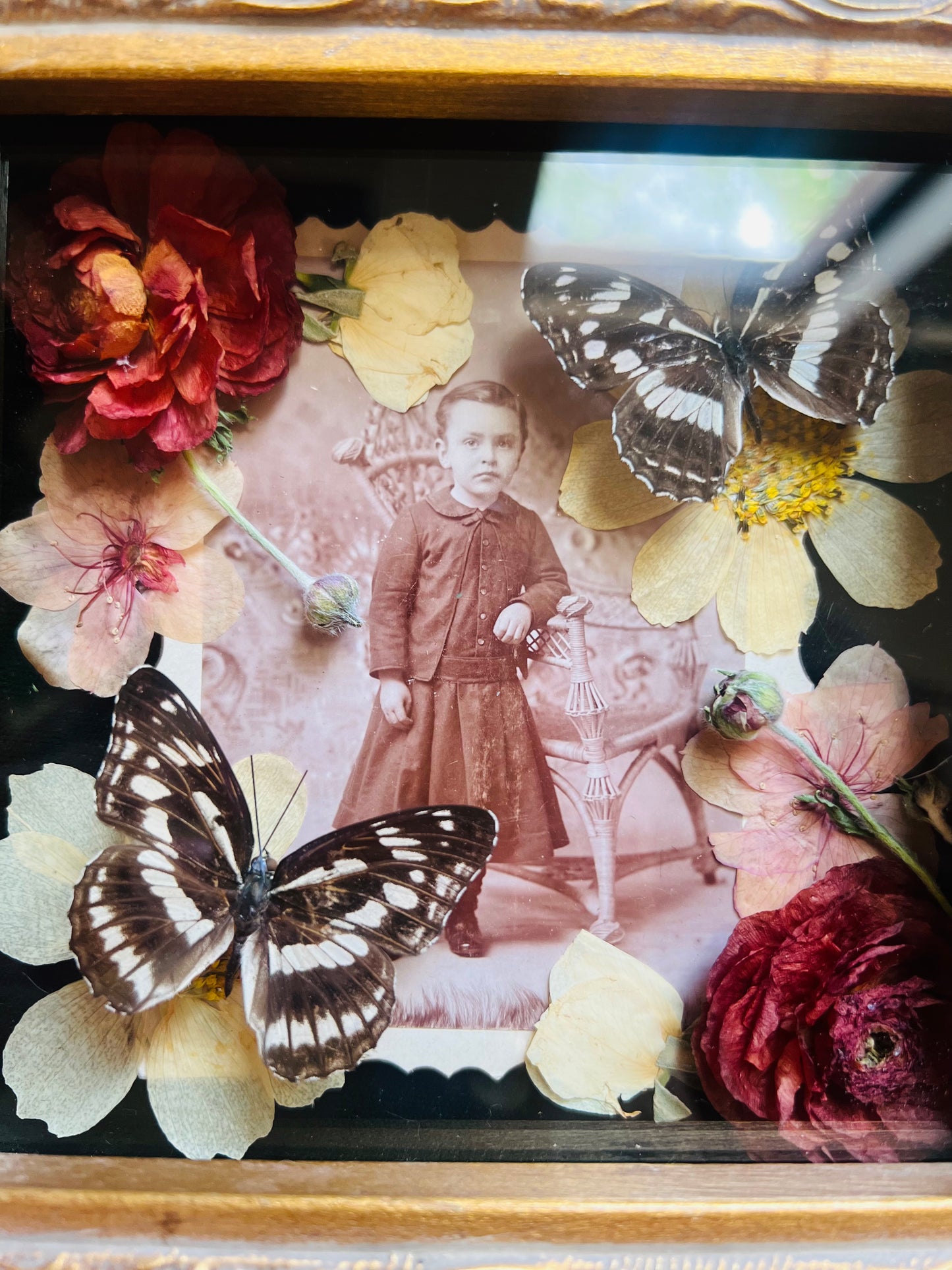 Real Insect Art; Real Antique Cabinet Card; Antique Ornate Frame