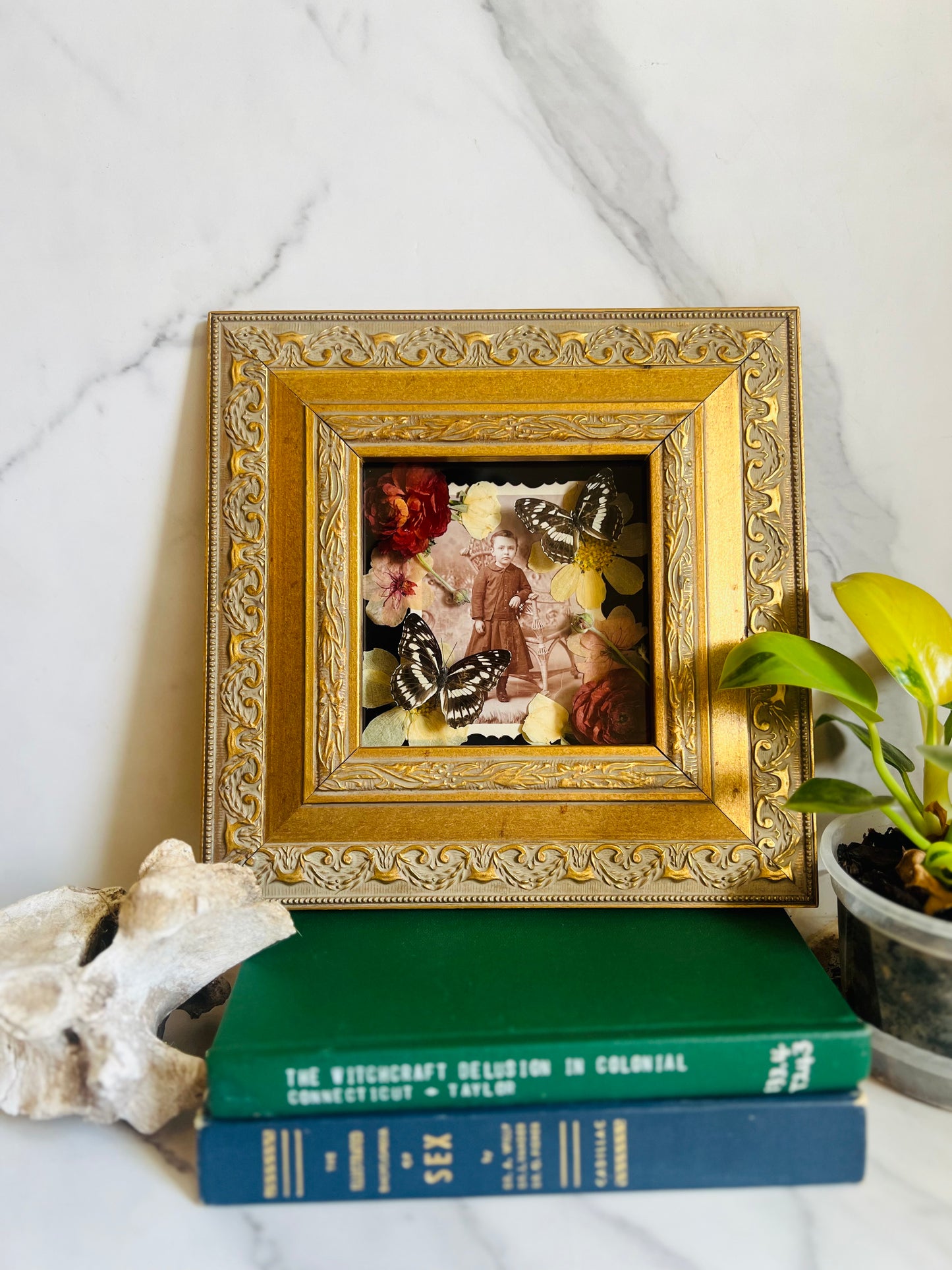 Real Insect Art; Real Antique Cabinet Card; Antique Ornate Frame
