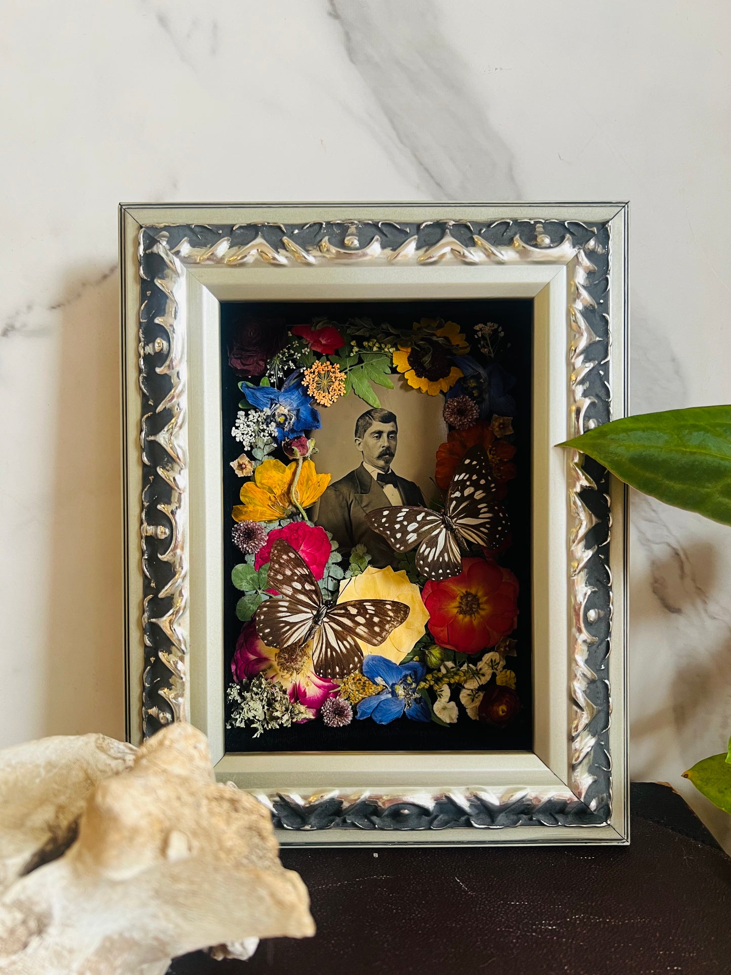 Real Insect Art; Real Antique Tintype; Real Butterfly