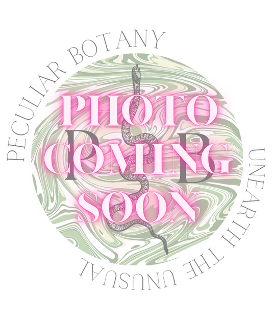 Victorian Mourning Inspired Hair Work Flowers; Real Human Hair