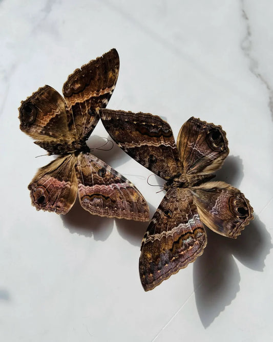 Private Group Insect Mounting Class; Tools and Materials Included