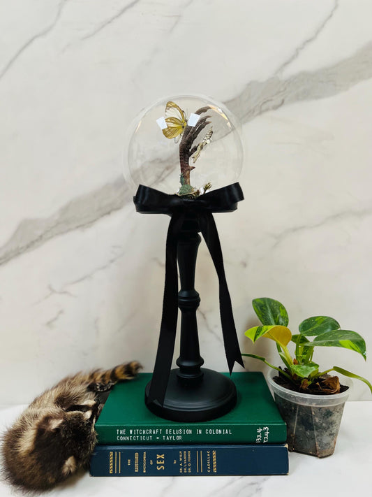 Real Insect Art; Real Taxidermy Art; Glass Cloche Globe