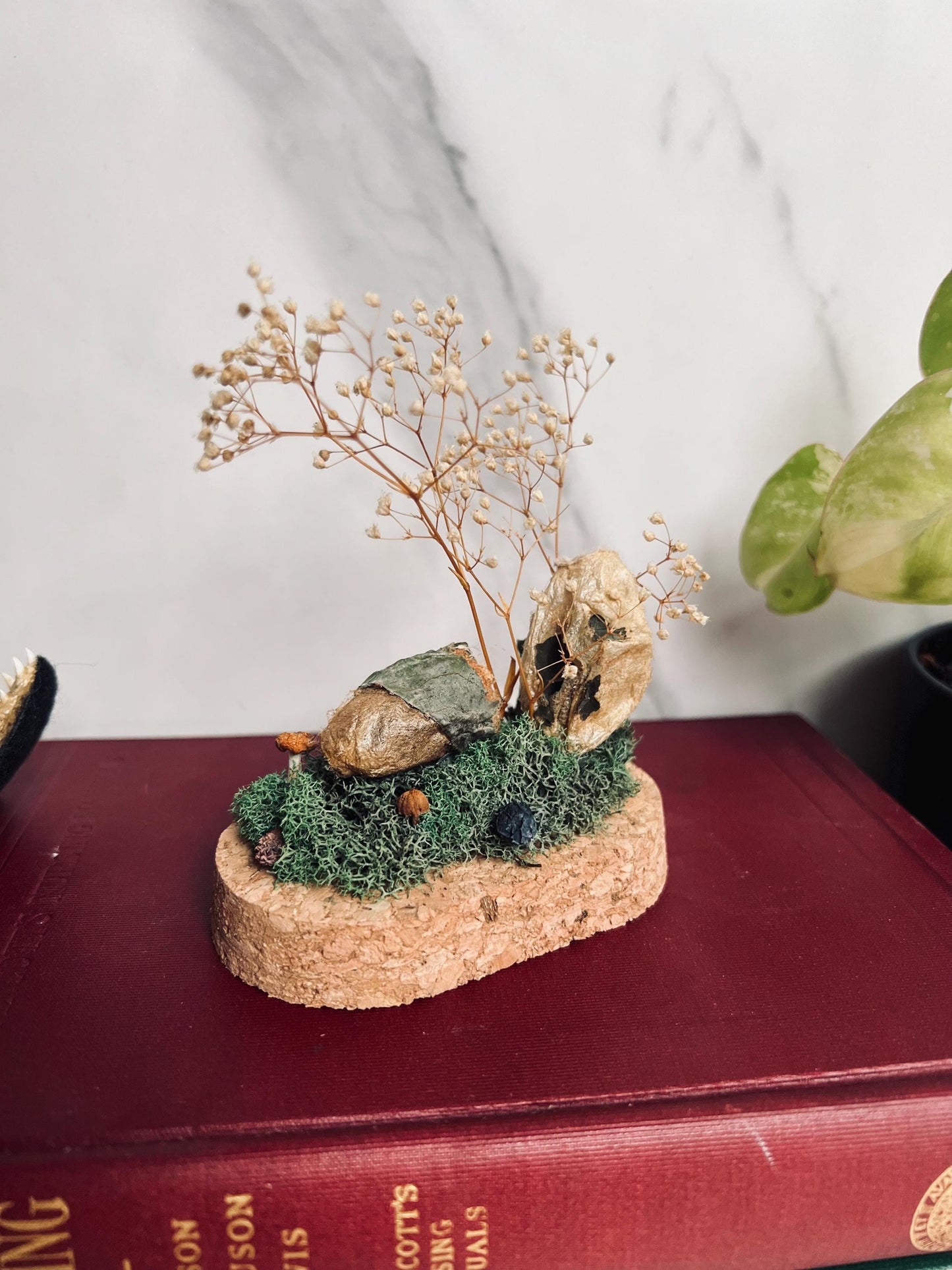 Real Cocoon Display; Real Luna Moth Cocoon; Glass Cloche Display