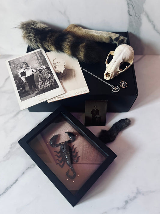 Mystery Box; Oddities Mystery Box; Curiosities Mystery Box; Nature Mystery Box