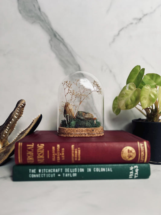 Real Cocoon Display; Real Luna Moth Cocoon; Glass Cloche Display