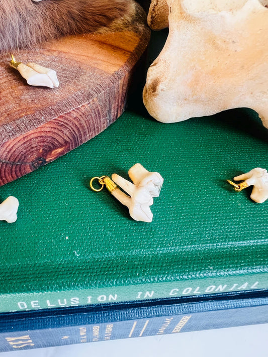 Real Tooth Necklace; Real Animal Tooth Charm; Dainty Pendant Chain