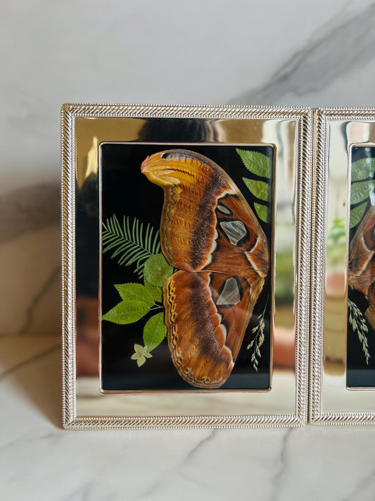 Real Insect Art; Antique Vintage Silver Frame