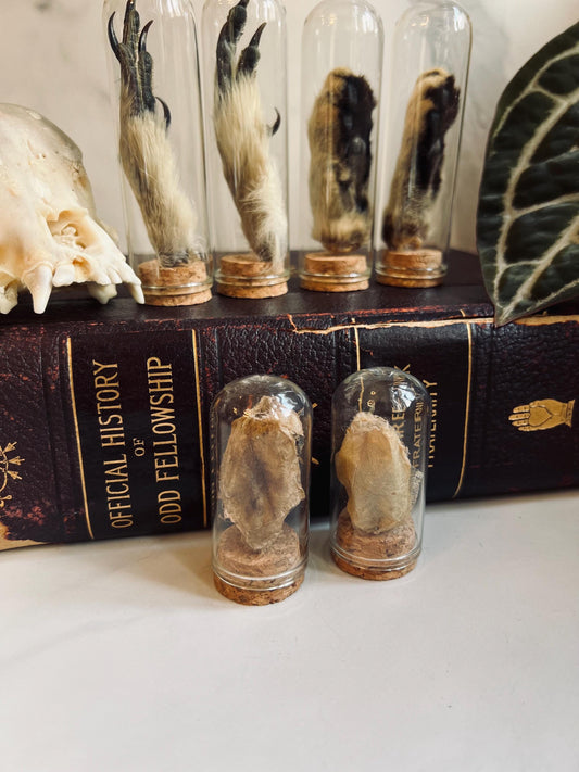 Real Animal Foot Display; Real Cocoon Display; Glass Cloche Display