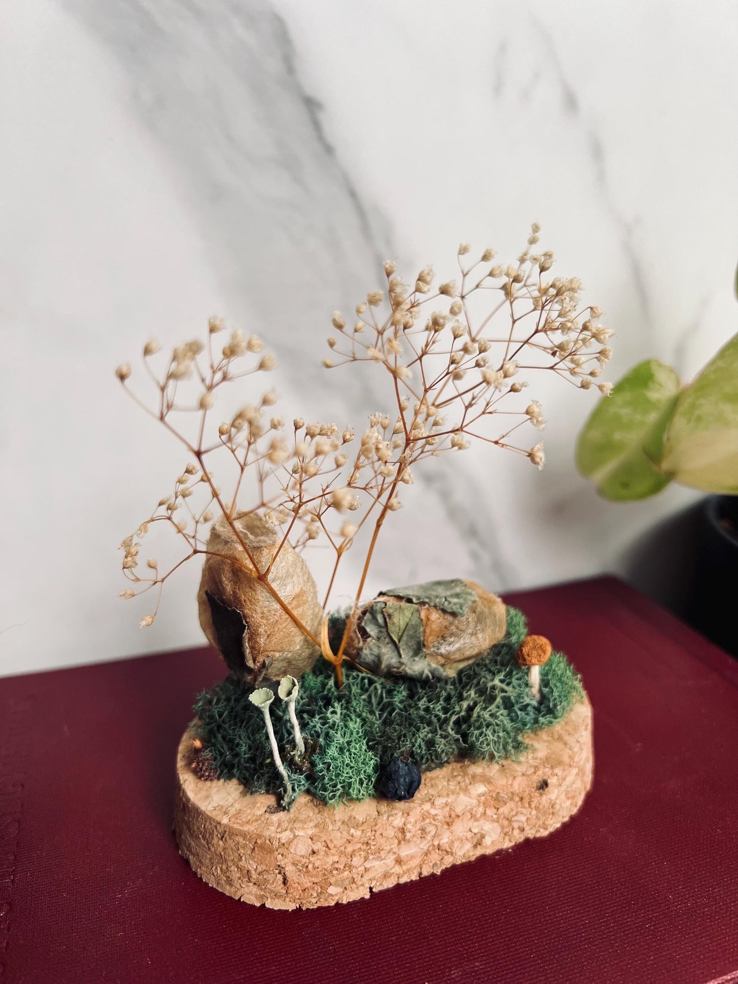 Real Cocoon Display; Real Luna Moth Cocoon; Glass Cloche Display